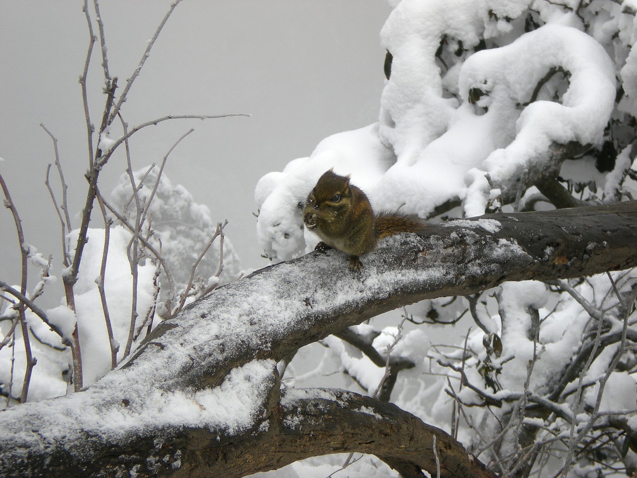 squirrel snow winter free photo