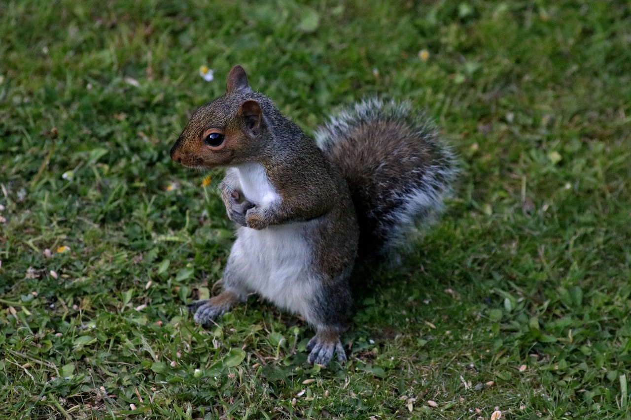 squirrel animal rodent free photo