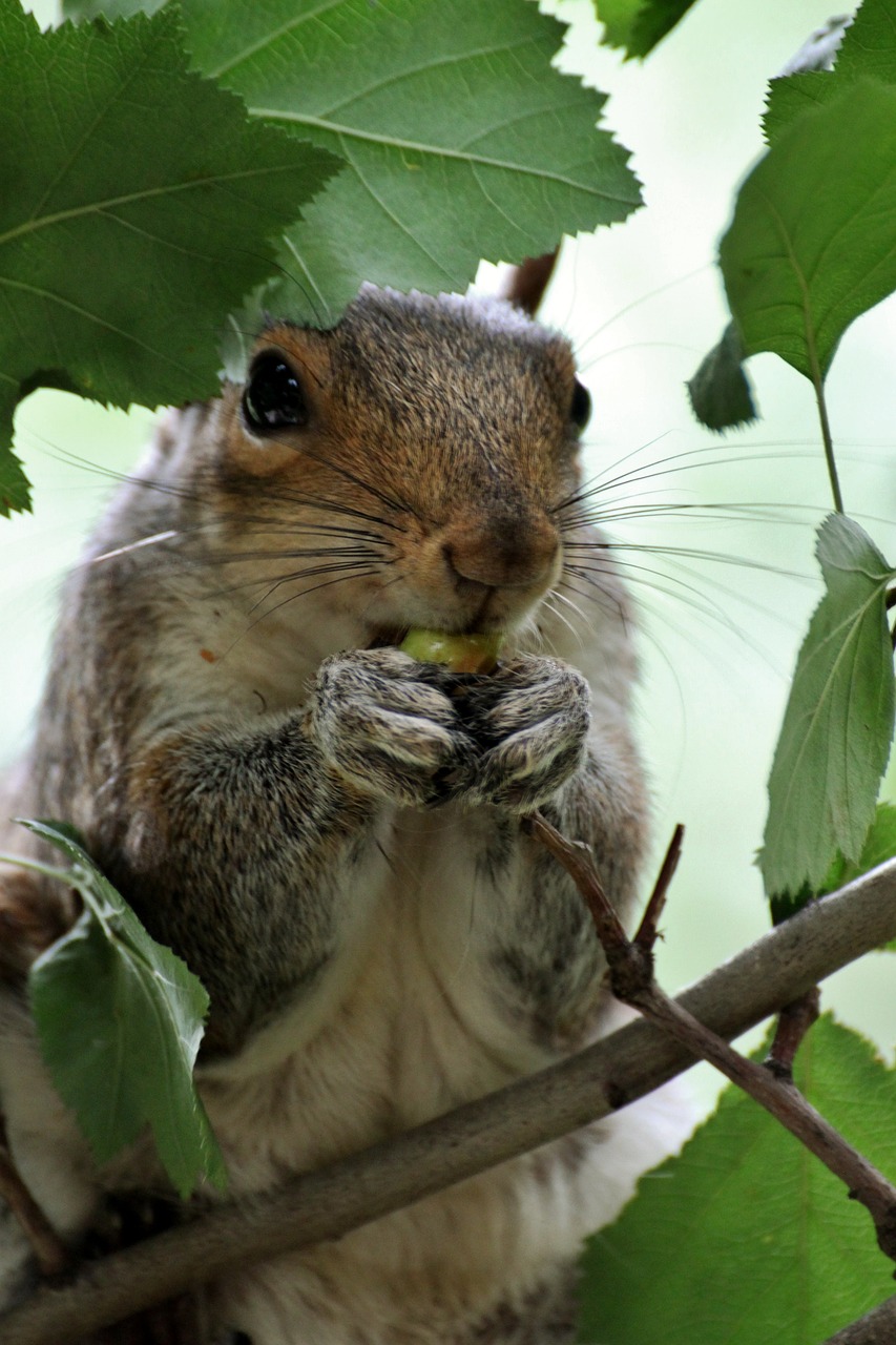 squirrel park animal free photo