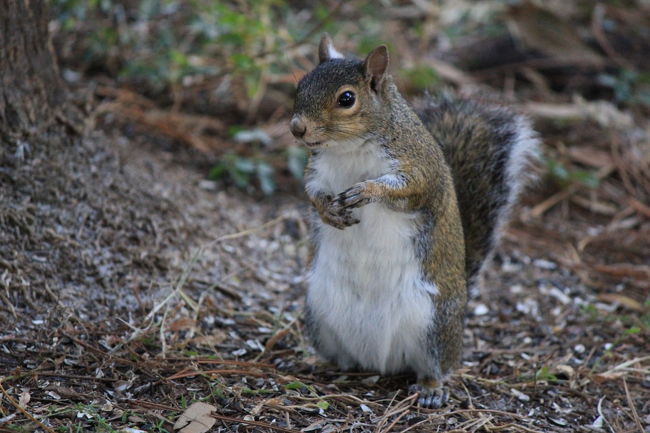 squirrel posed nature free photo