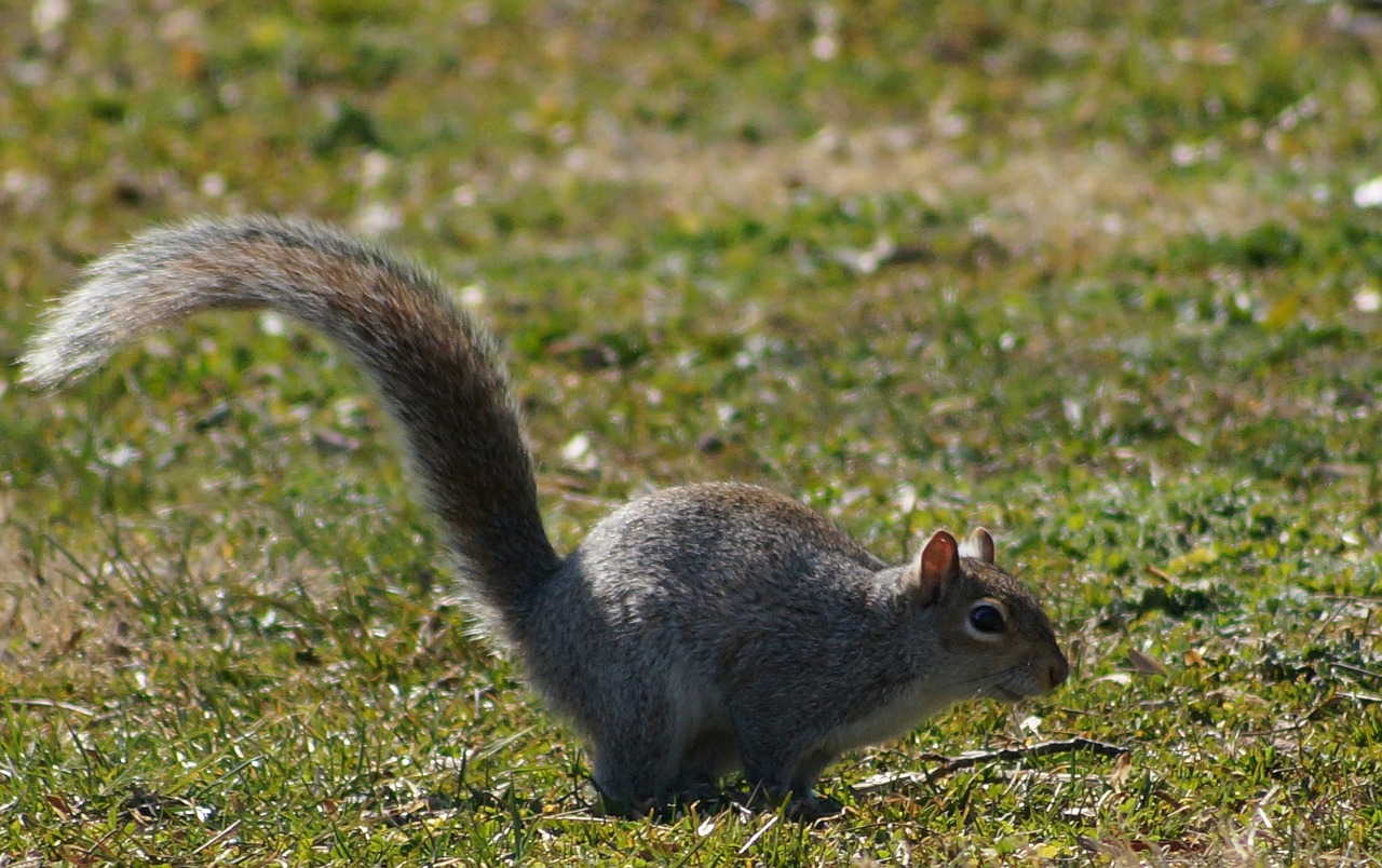 squirrel druid hill park park free photo