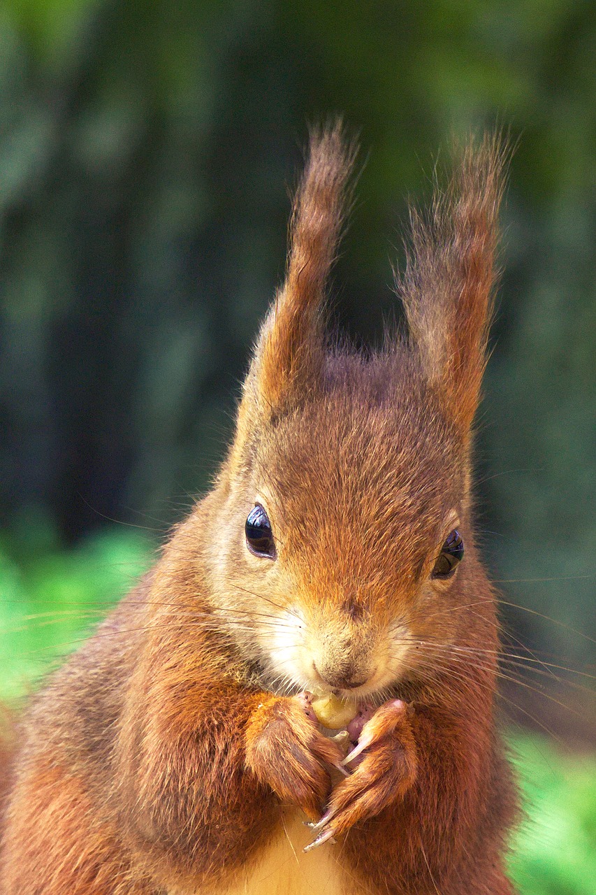 squirrel animals nature free photo