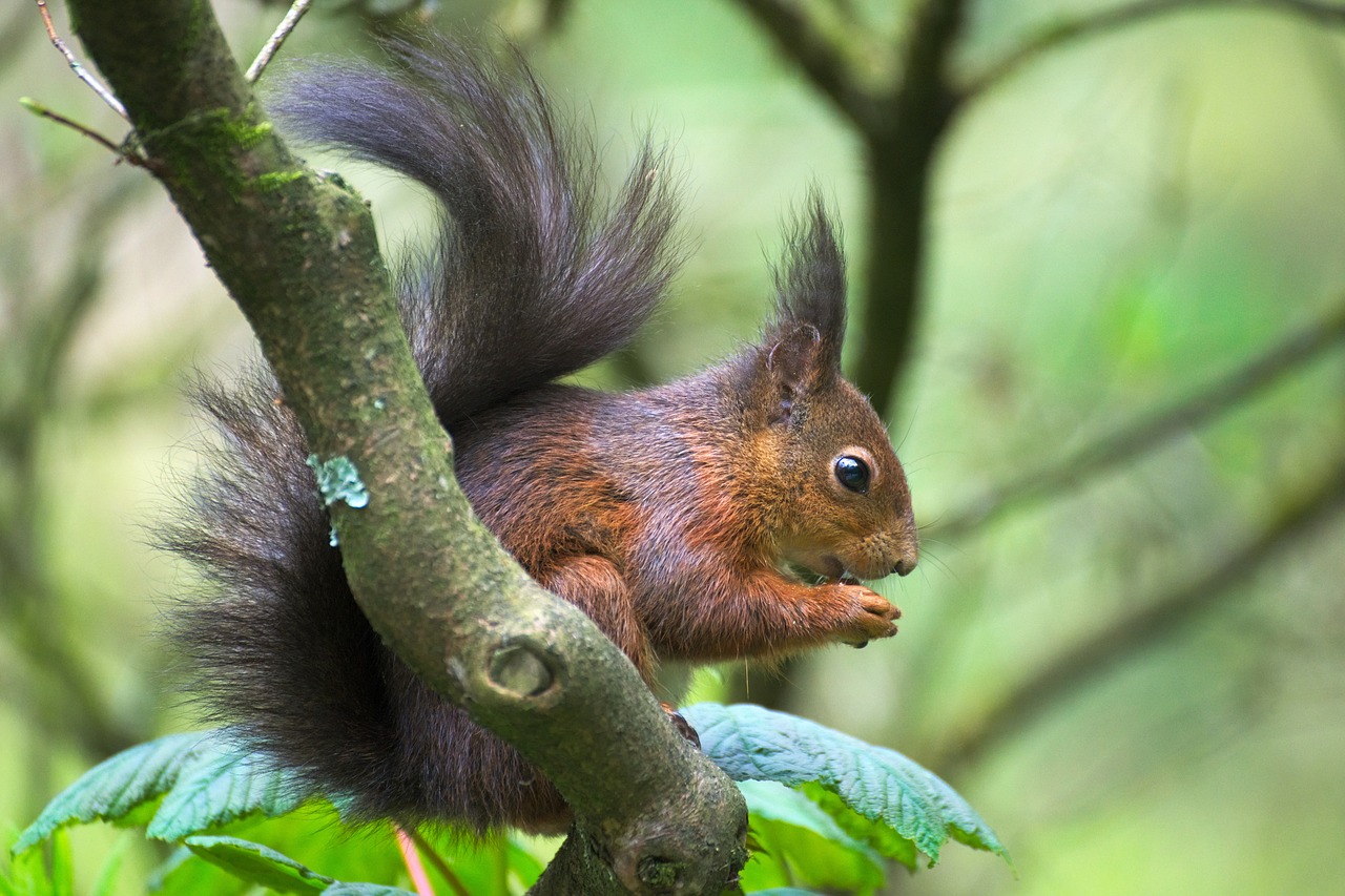 squirrel park nature free photo