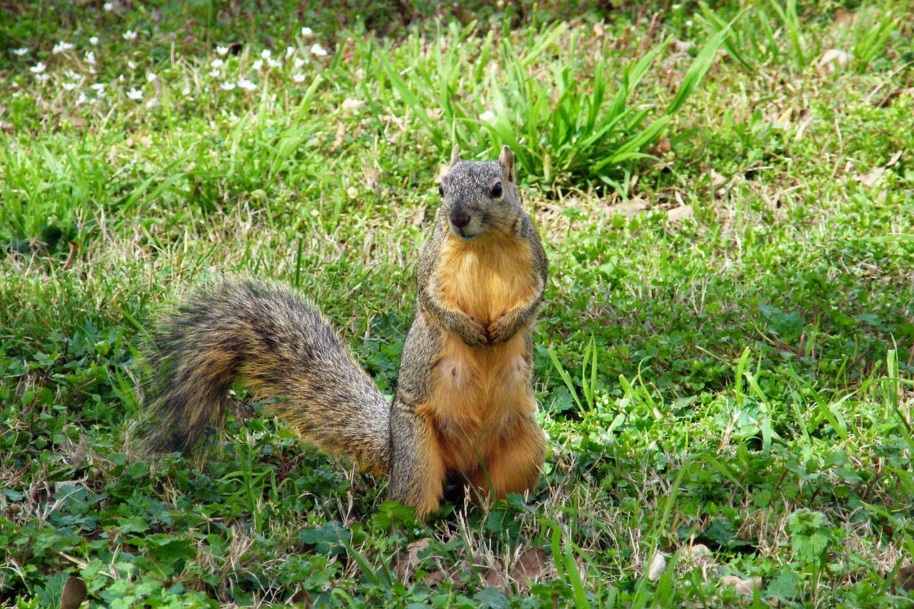 squirrel wildlife animals free photo