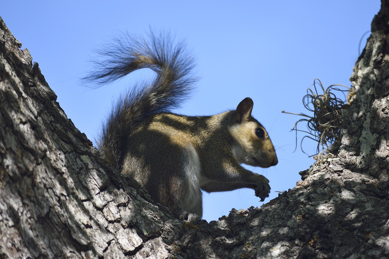 squirrel wildlife rodent free photo