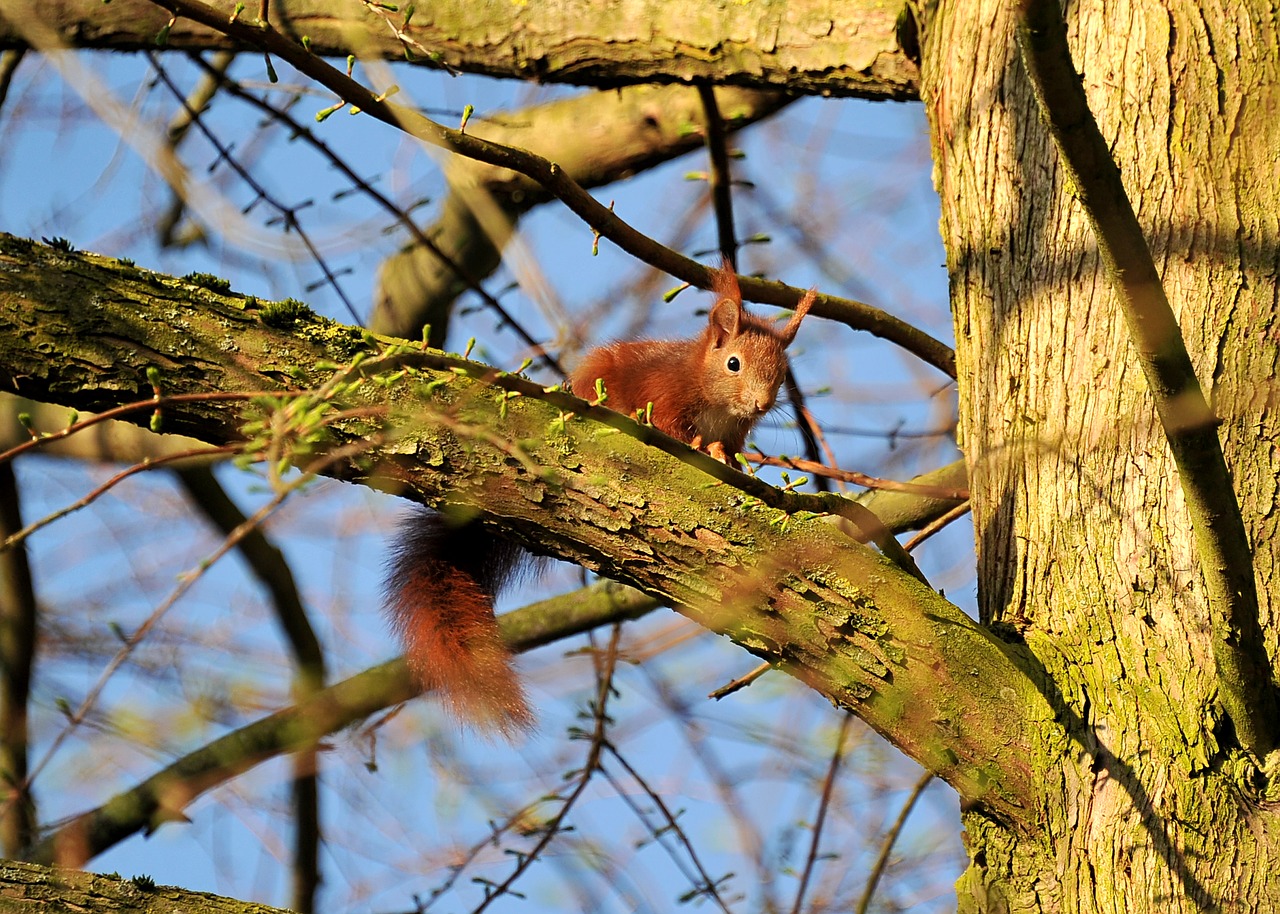 squirrel animal young animal free photo