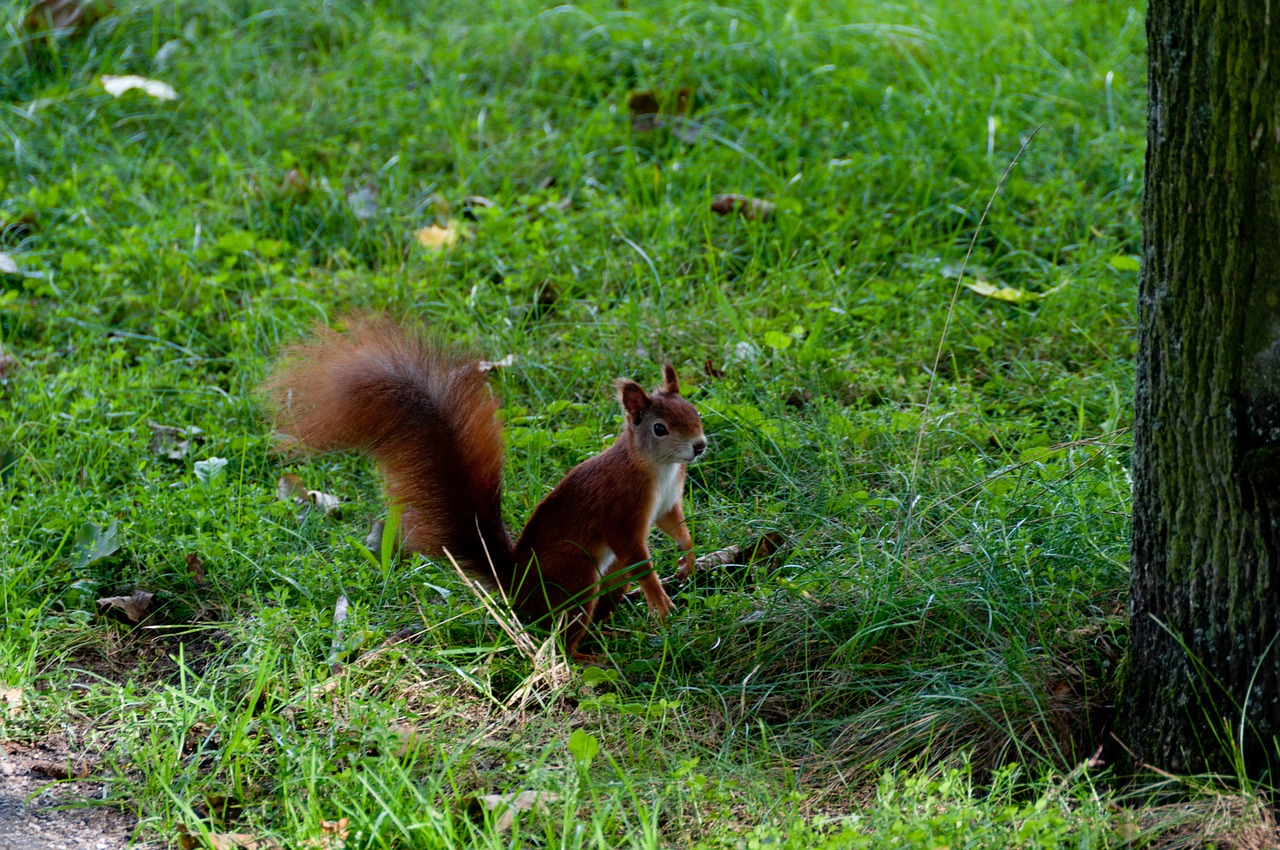 squirrel forest meadow free photo