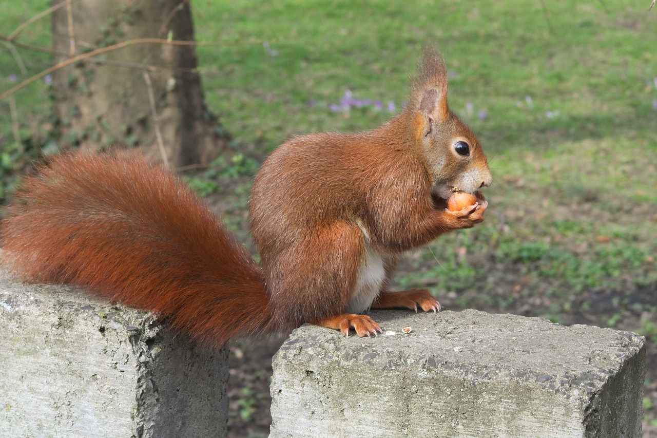 squirrel animals nut free photo