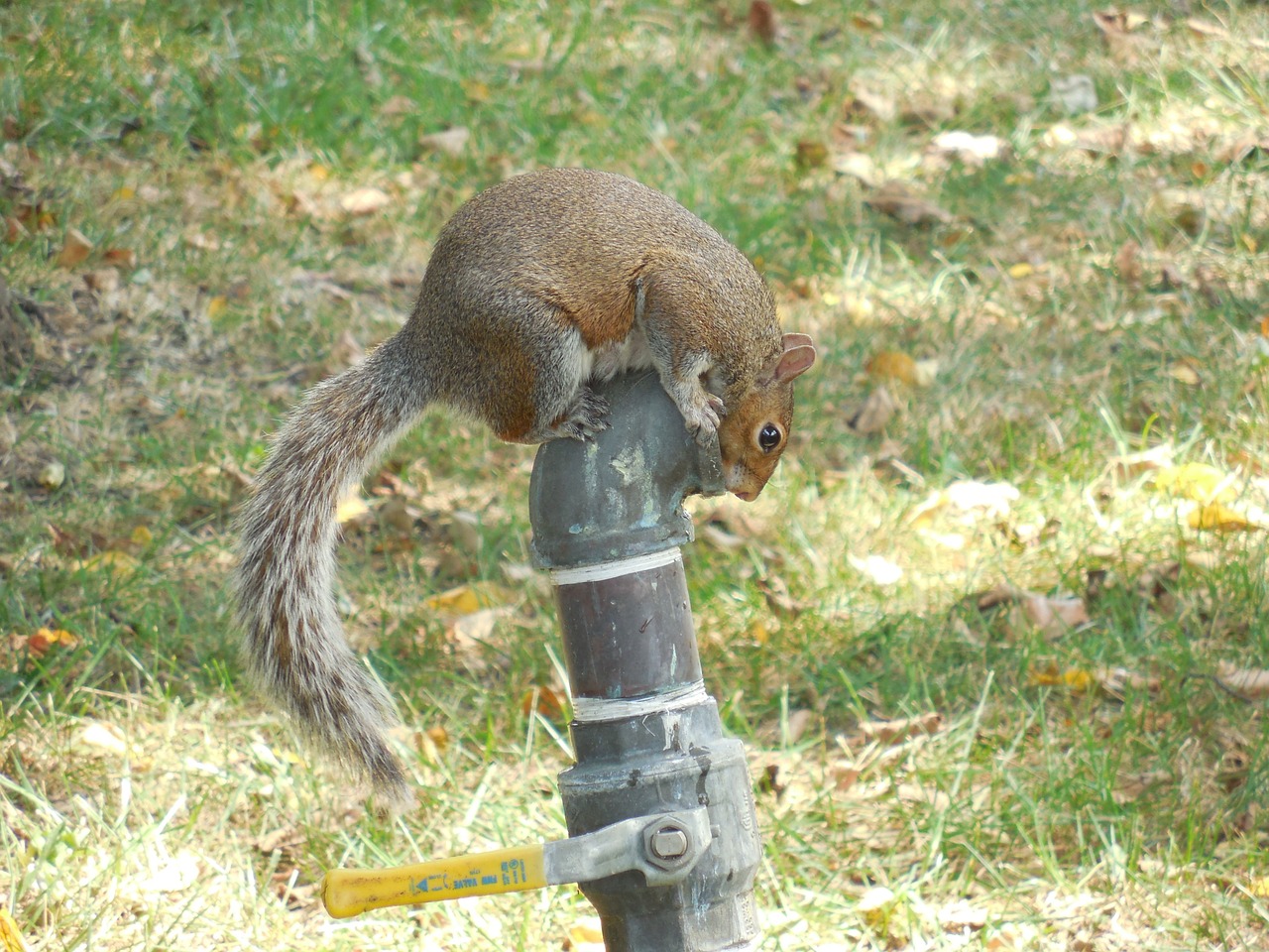 squirrel cute summer free photo