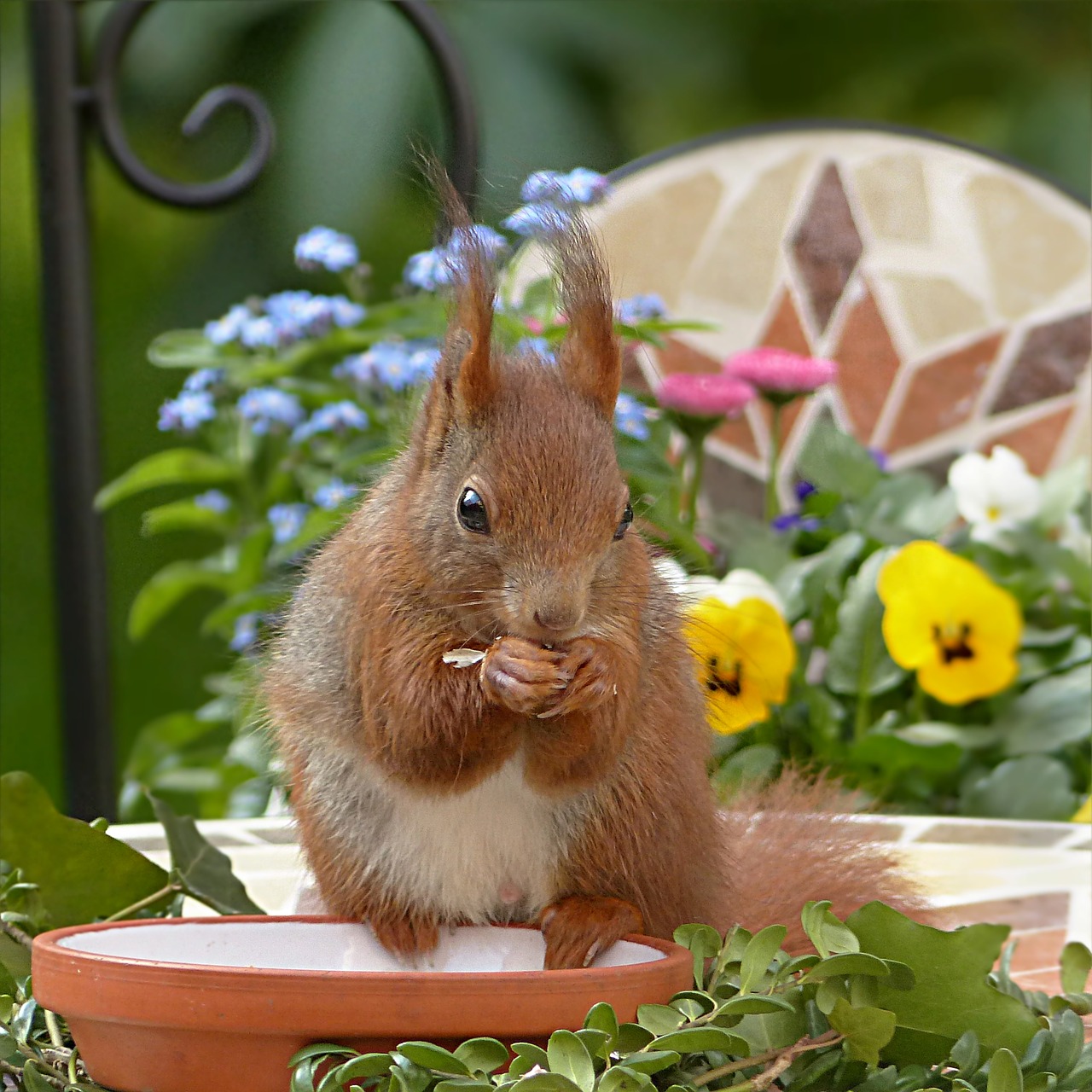 squirrel animal rodent free photo