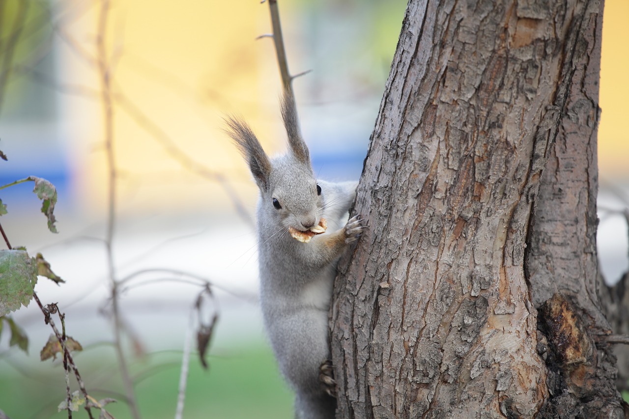 squirrel nature animals free photo