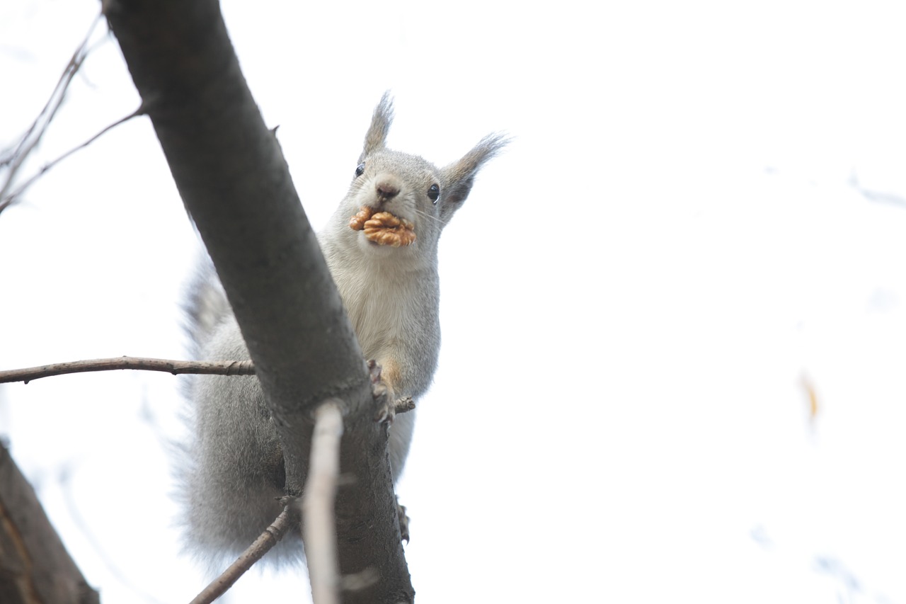 squirrel nature animals free photo