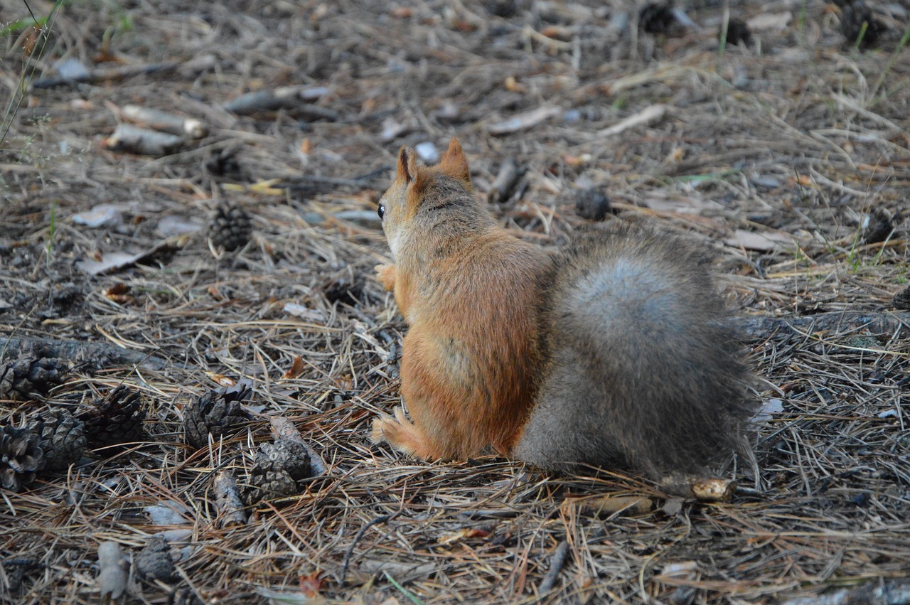 squirrel protein back forest free photo