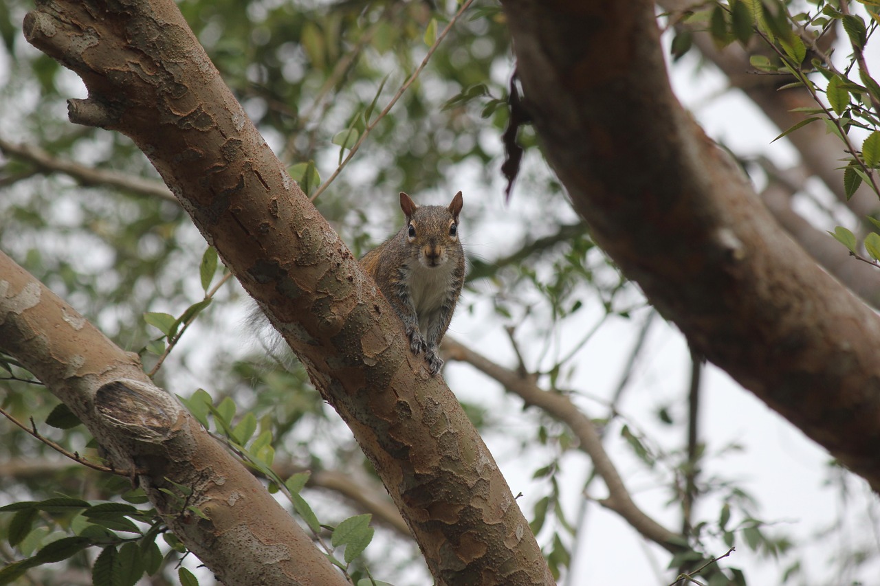 squirrel tree nature free photo