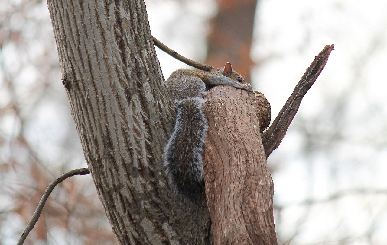 squirrel brown nature free photo