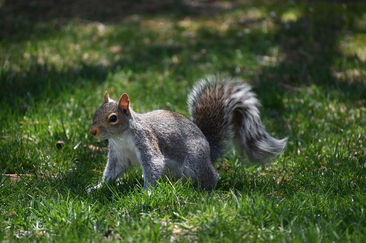 squirrel animal pest free photo