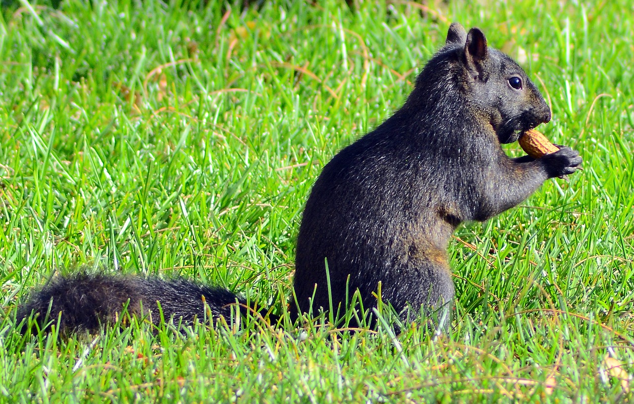 squirrel animal adorable free photo