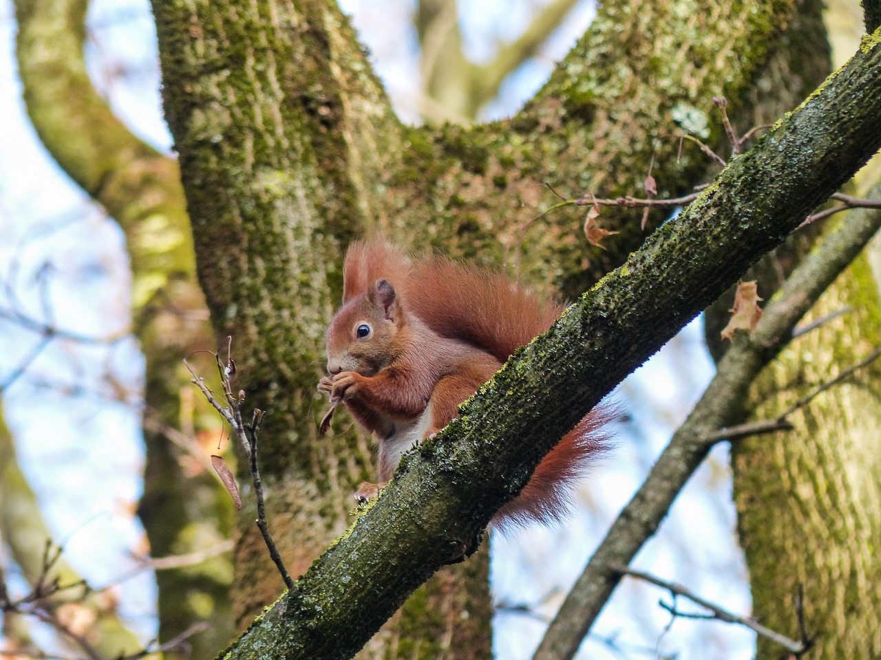 squirrel forest animal free photo