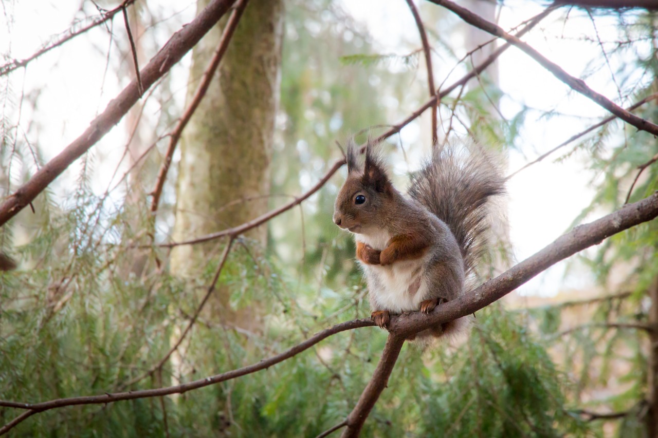 squirrel forest tree free photo