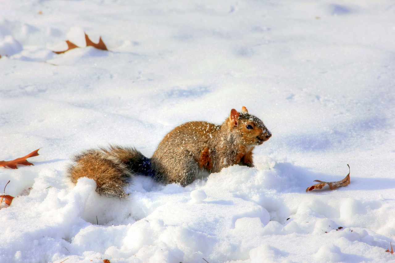 squirrel winter wildlife free photo