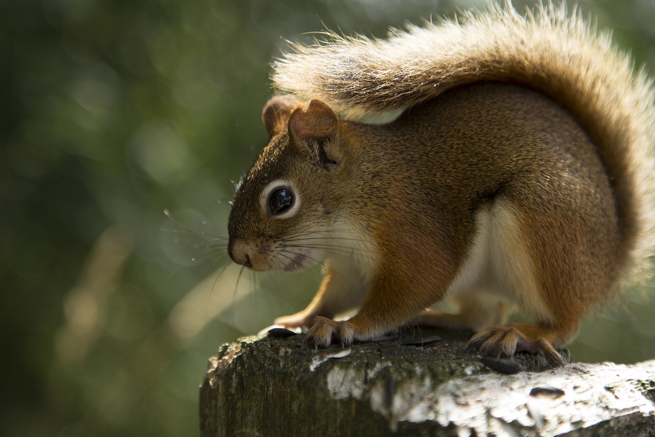 squirrel red squirrel animal free photo