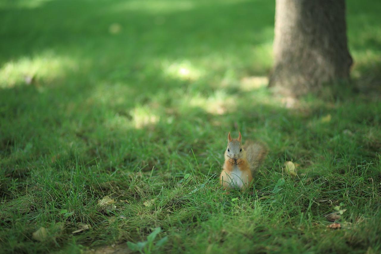 squirrel squirrel on the grass grass free photo
