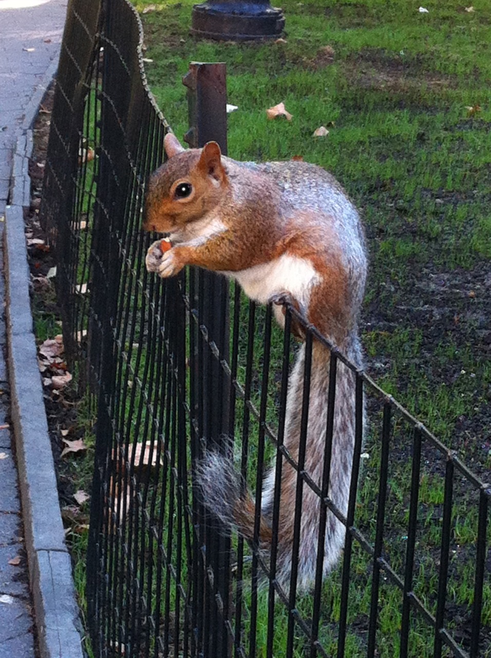 squirrel nature animals free photo