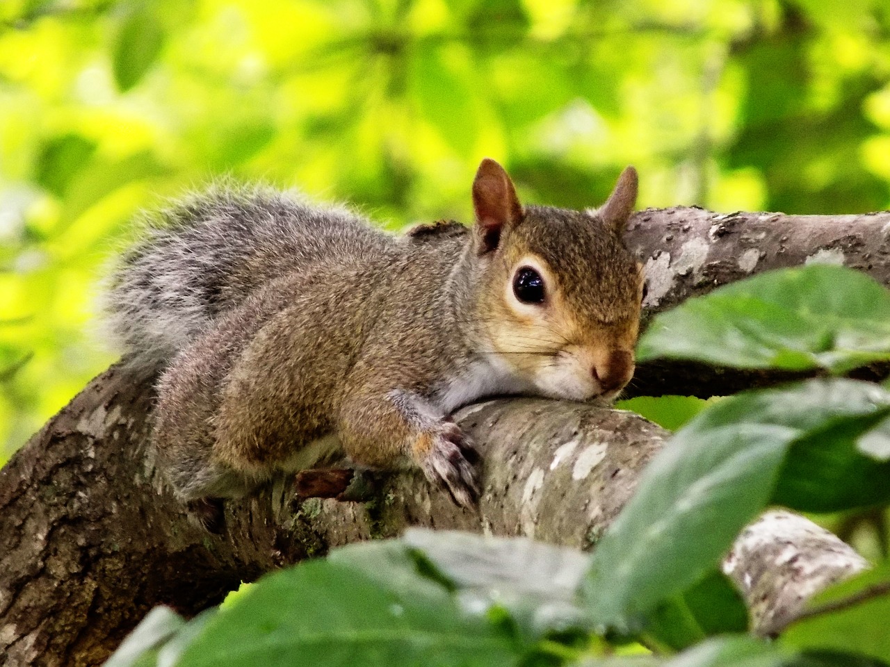 squirrel tree nature free photo