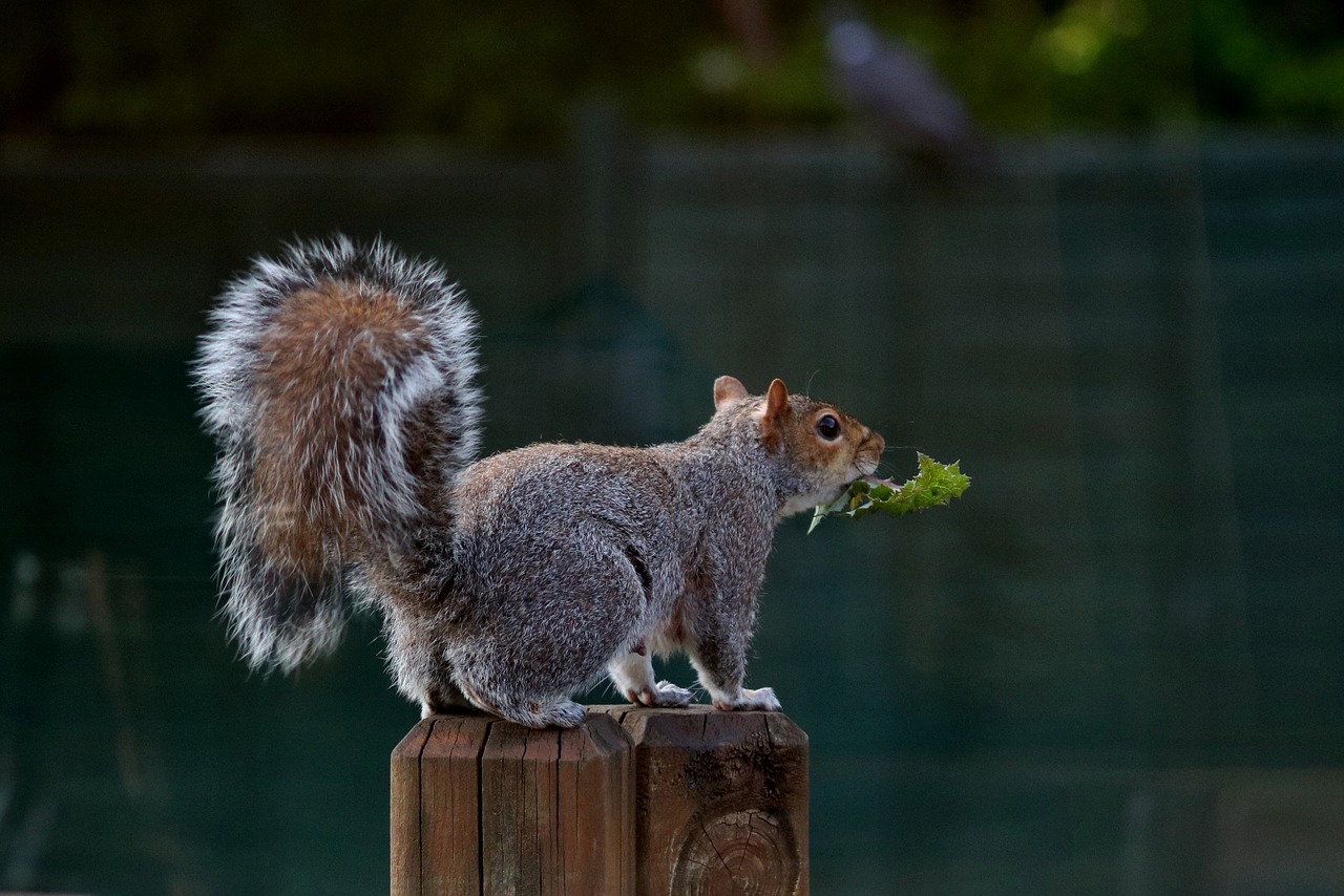 squirrel animal rodent free photo