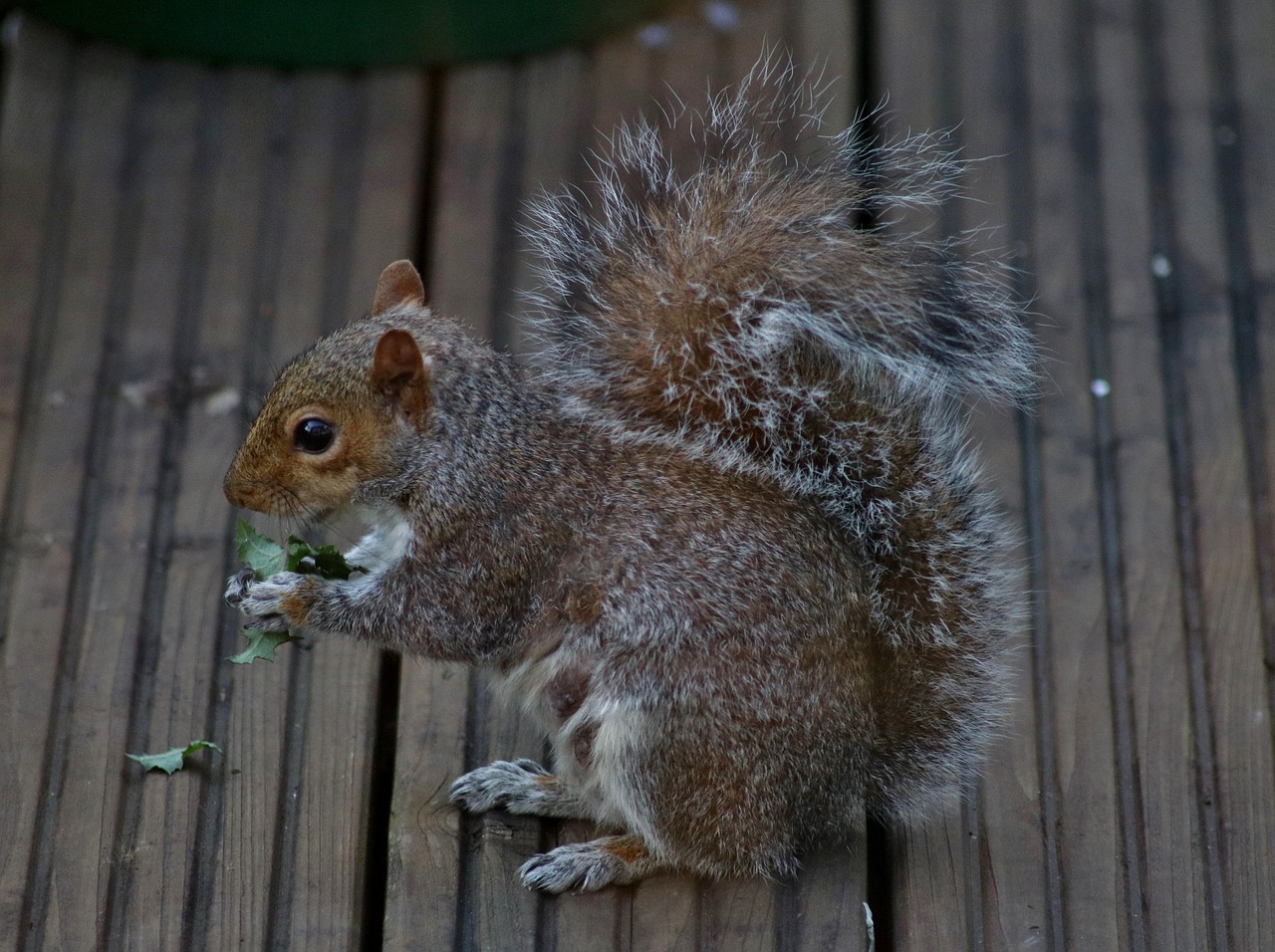 squirrel nature animal free photo