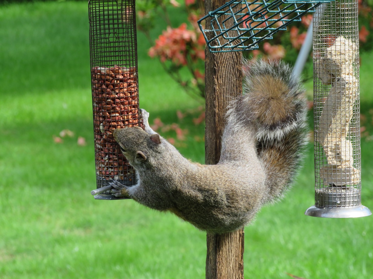 squirrel grey nuts free photo