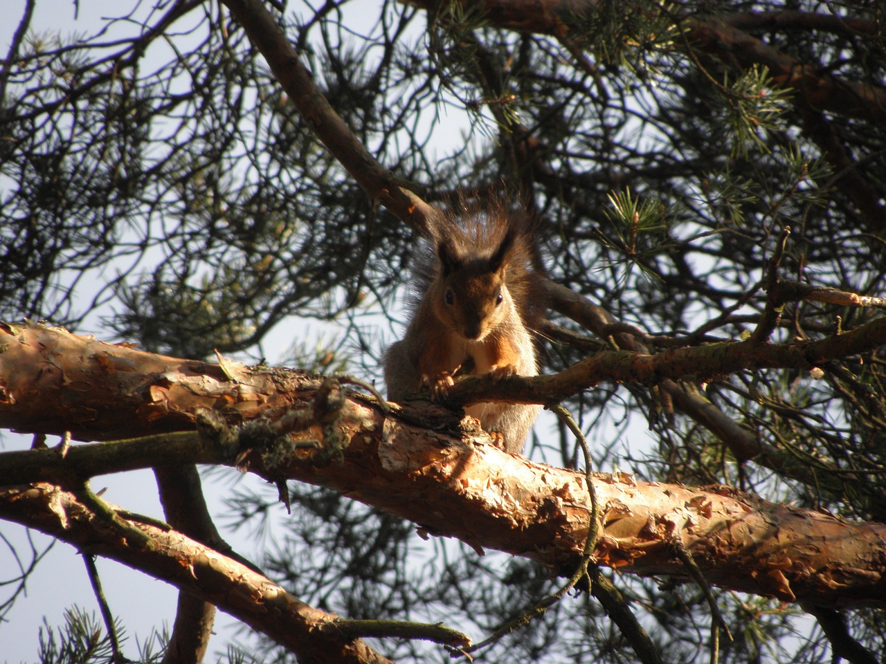 squirrel animal tree free photo