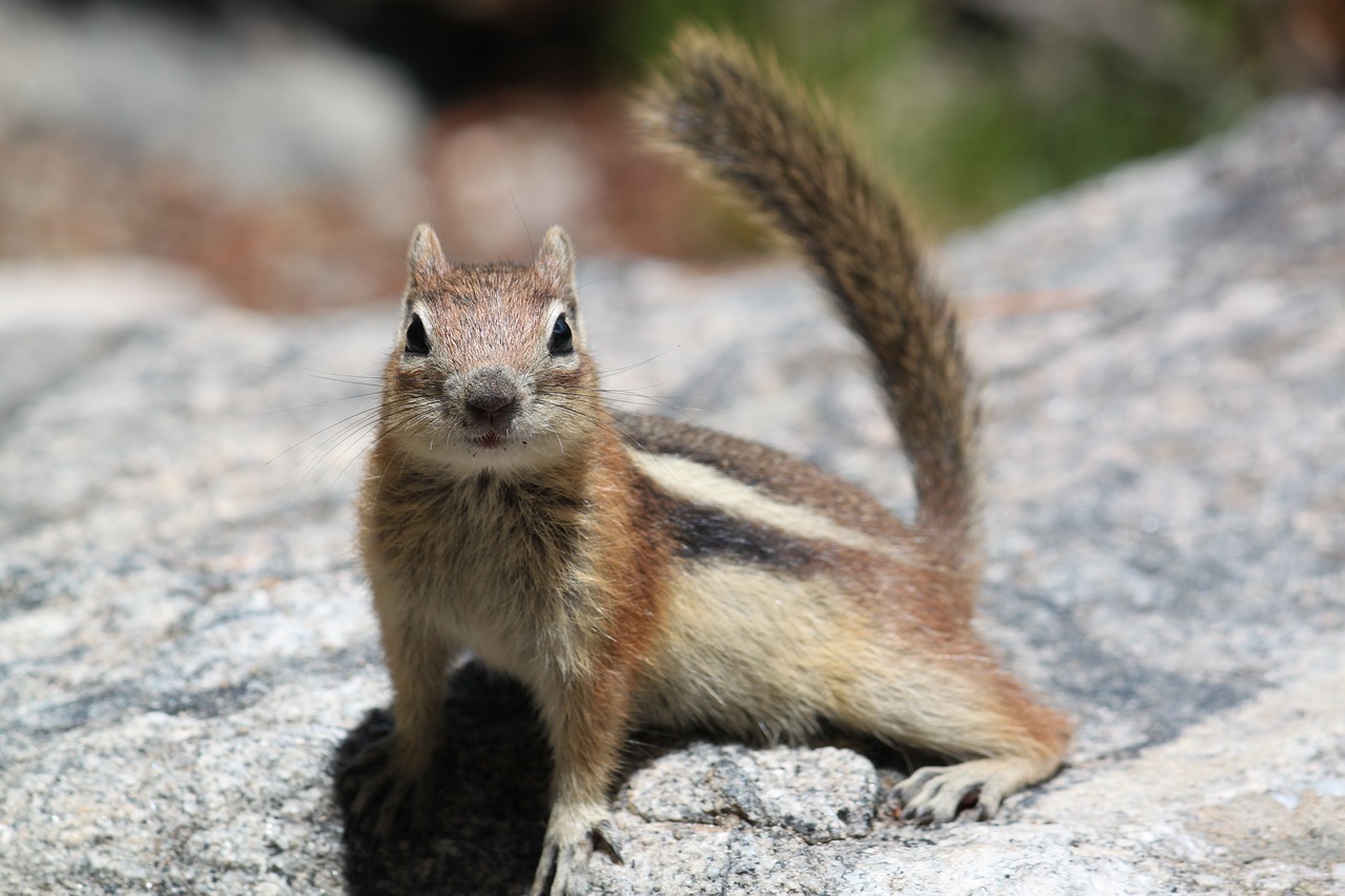 squirrel nature colorado free photo