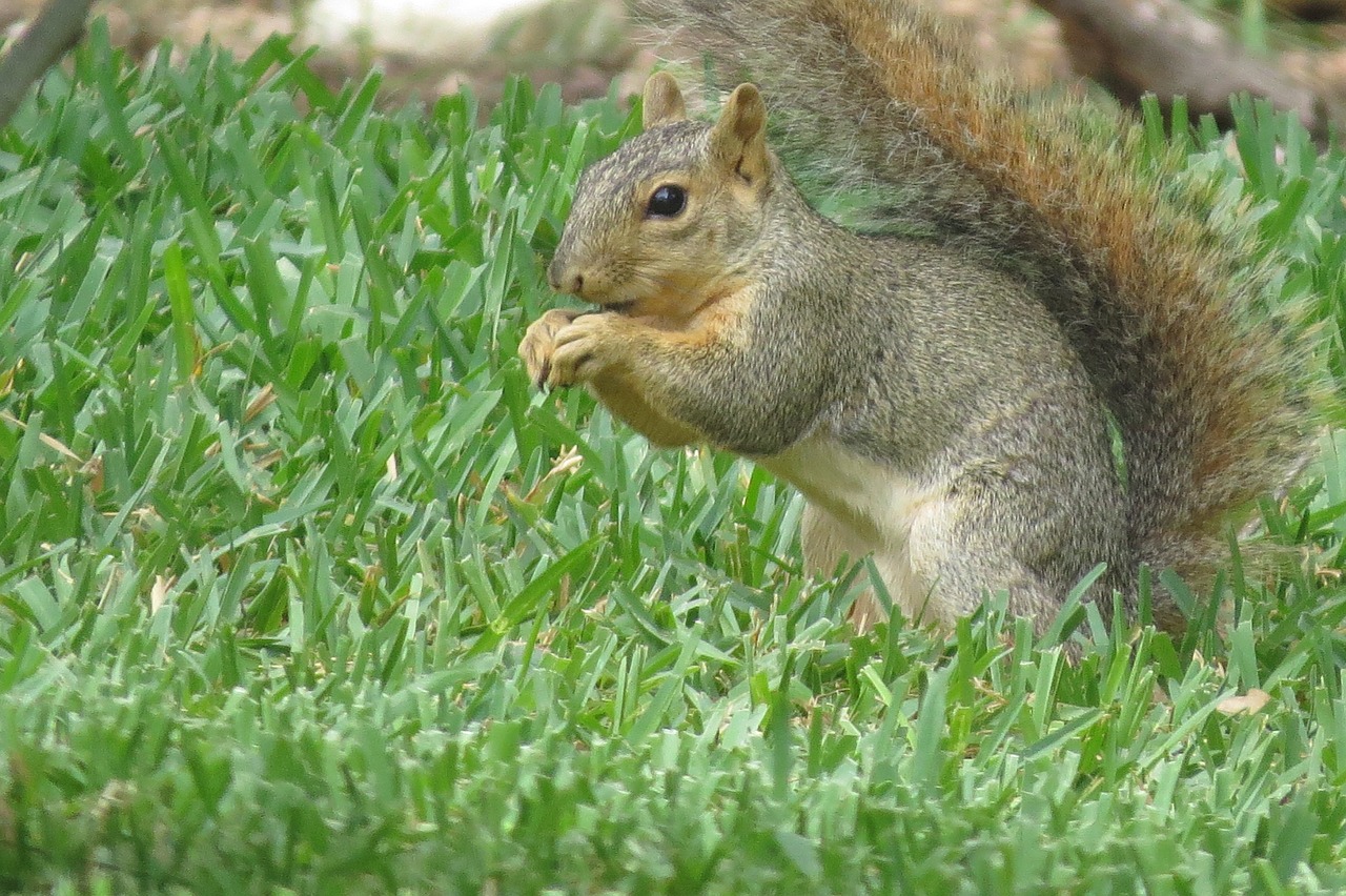 squirrel animal wildlife free photo