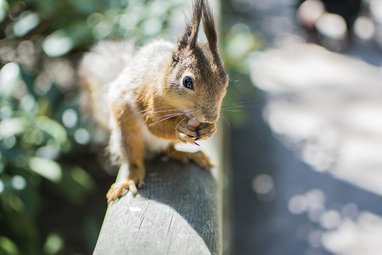 squirrel animal wildlife free photo