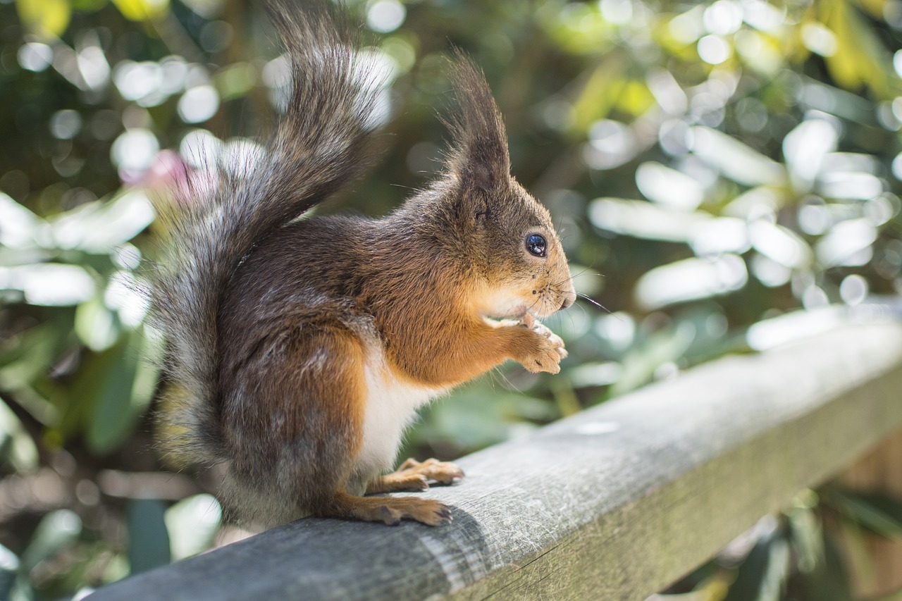 squirrel animal wildlife free photo