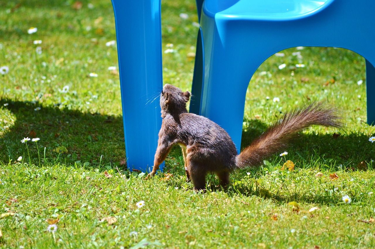 squirrel nager rodent free photo