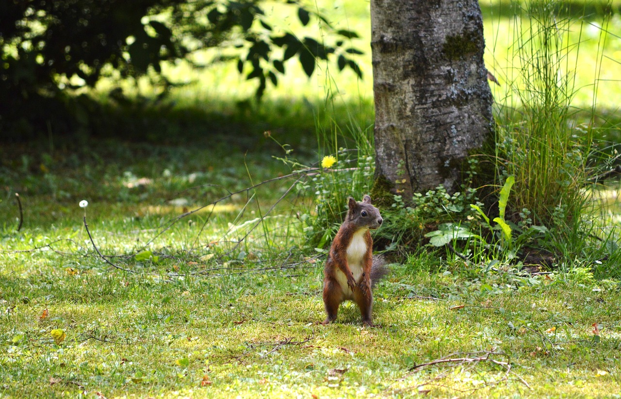 squirrel nager rodent free photo