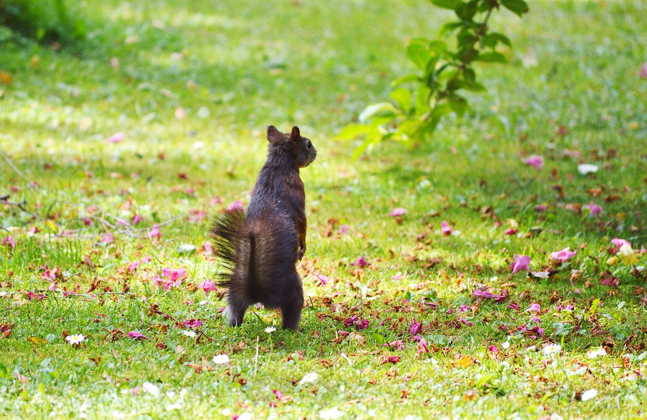 squirrel nager rodent free photo