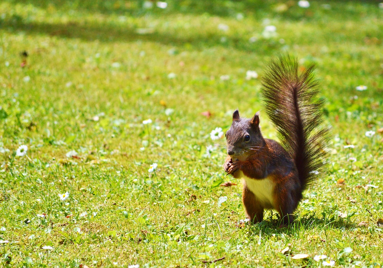 squirrel nager rodent free photo