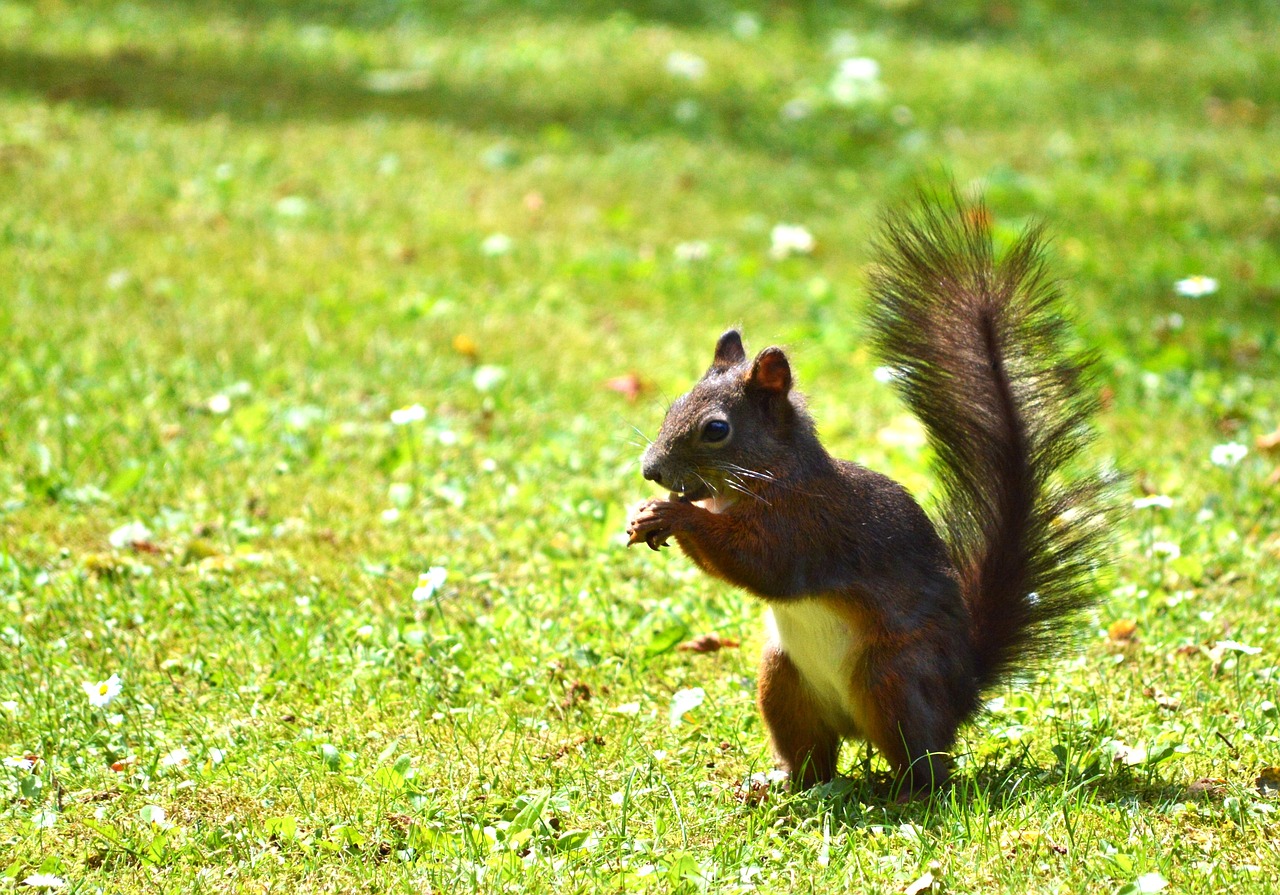 Squirrel,nager,rodent,brown,nut - free image from needpix.com