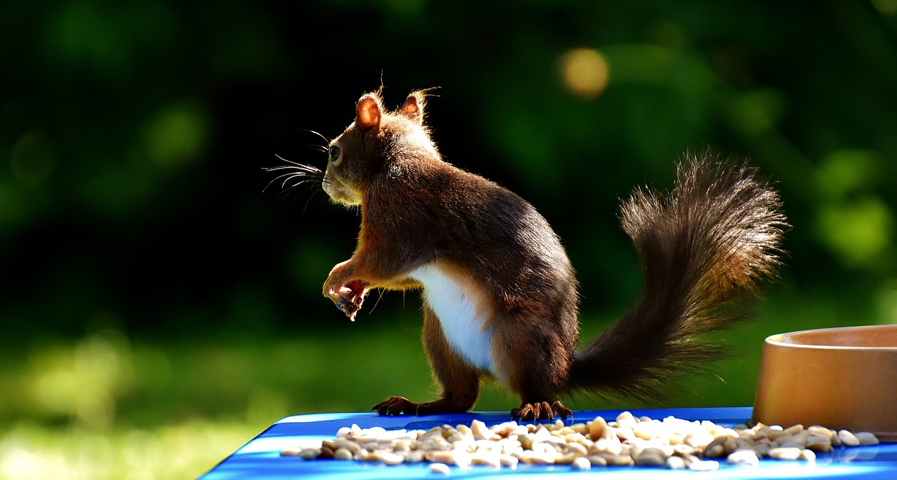 squirrel peanuts chucks free photo