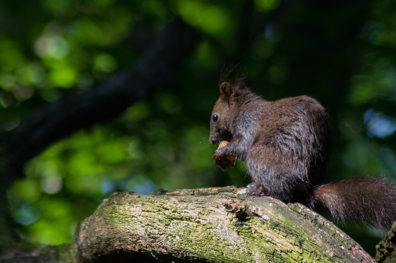 squirrel tree nager free photo