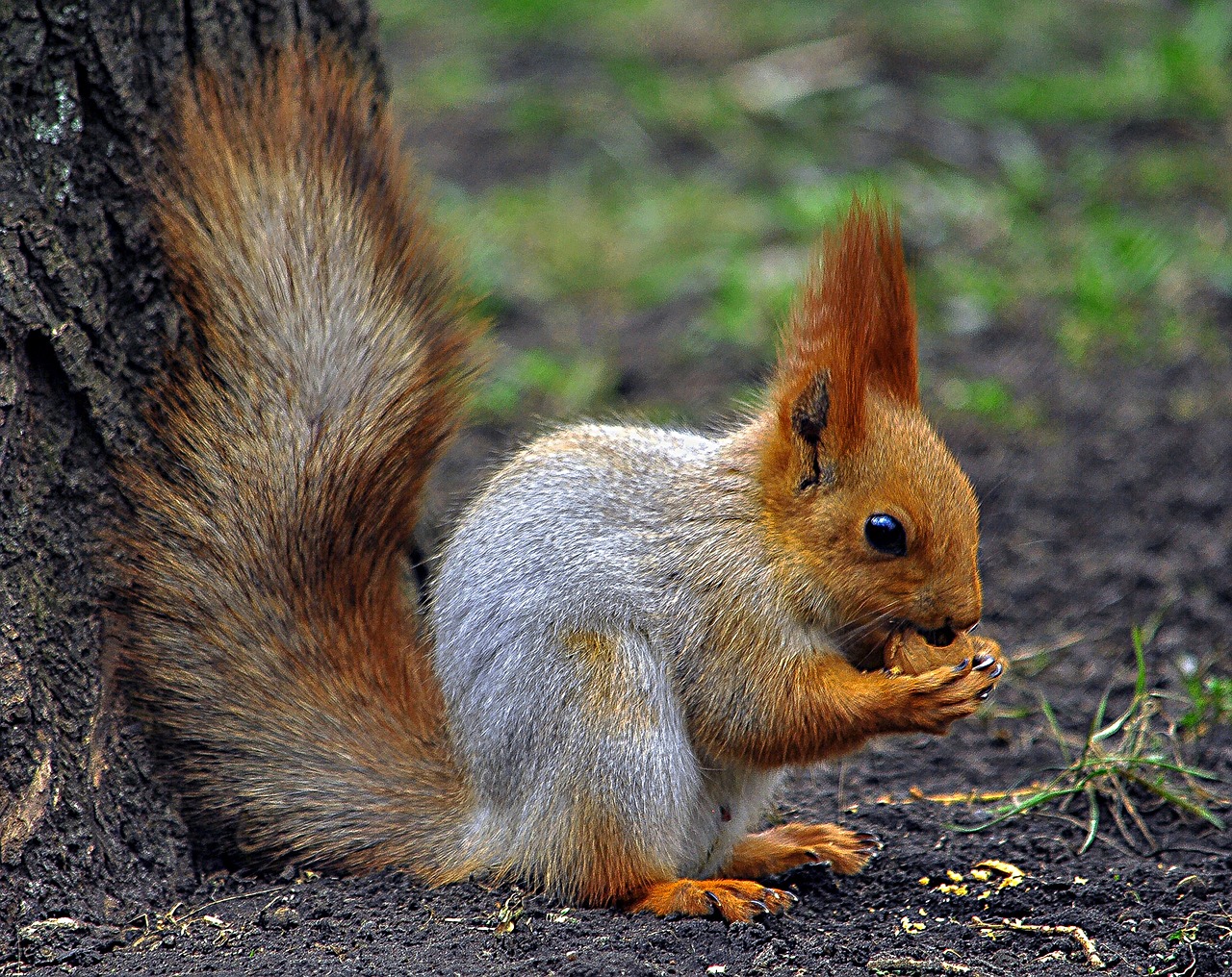 squirrel walnut nibbles free photo