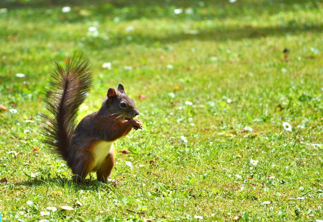 squirrel nager rodent free photo