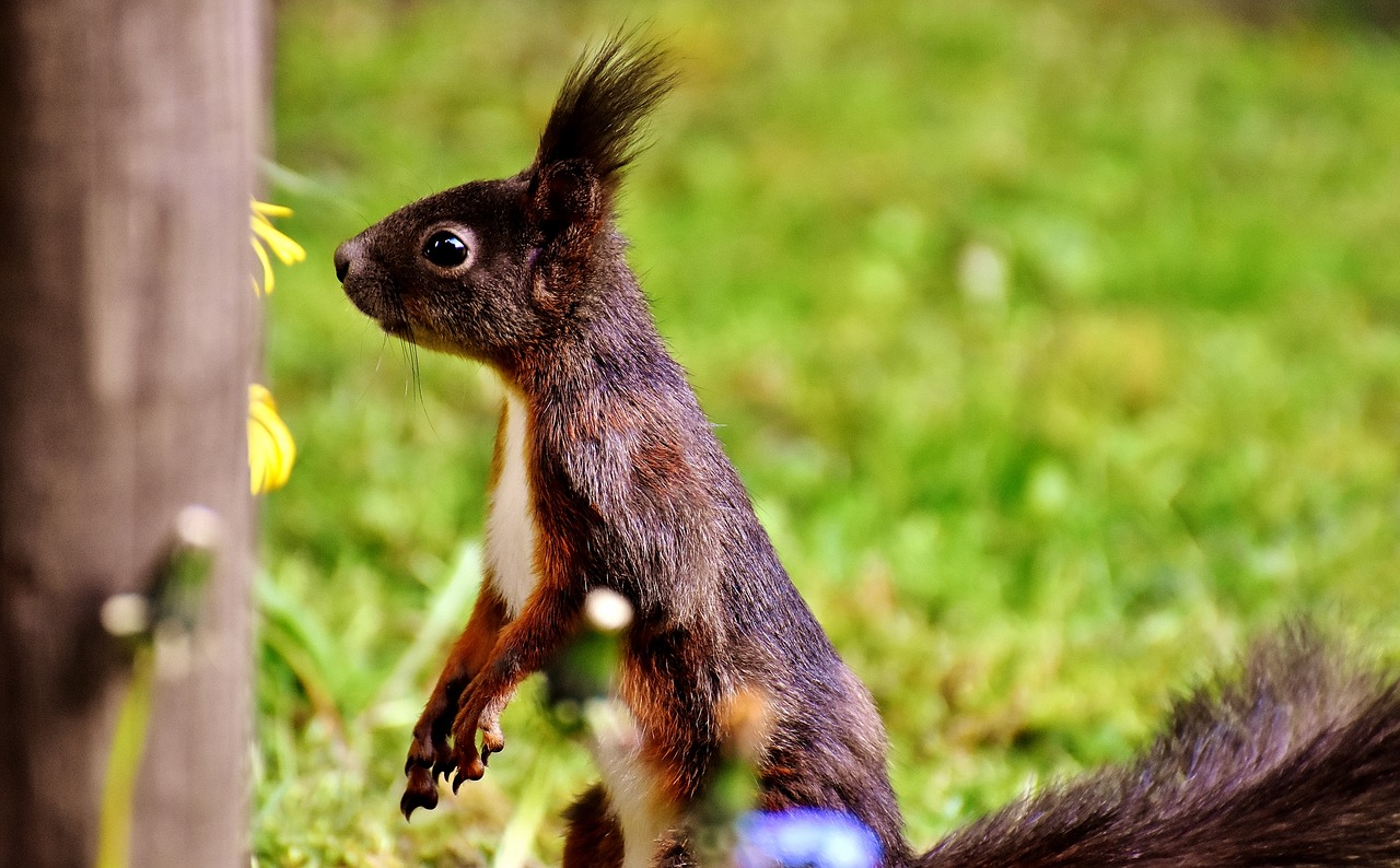 squirrel nager nature free photo