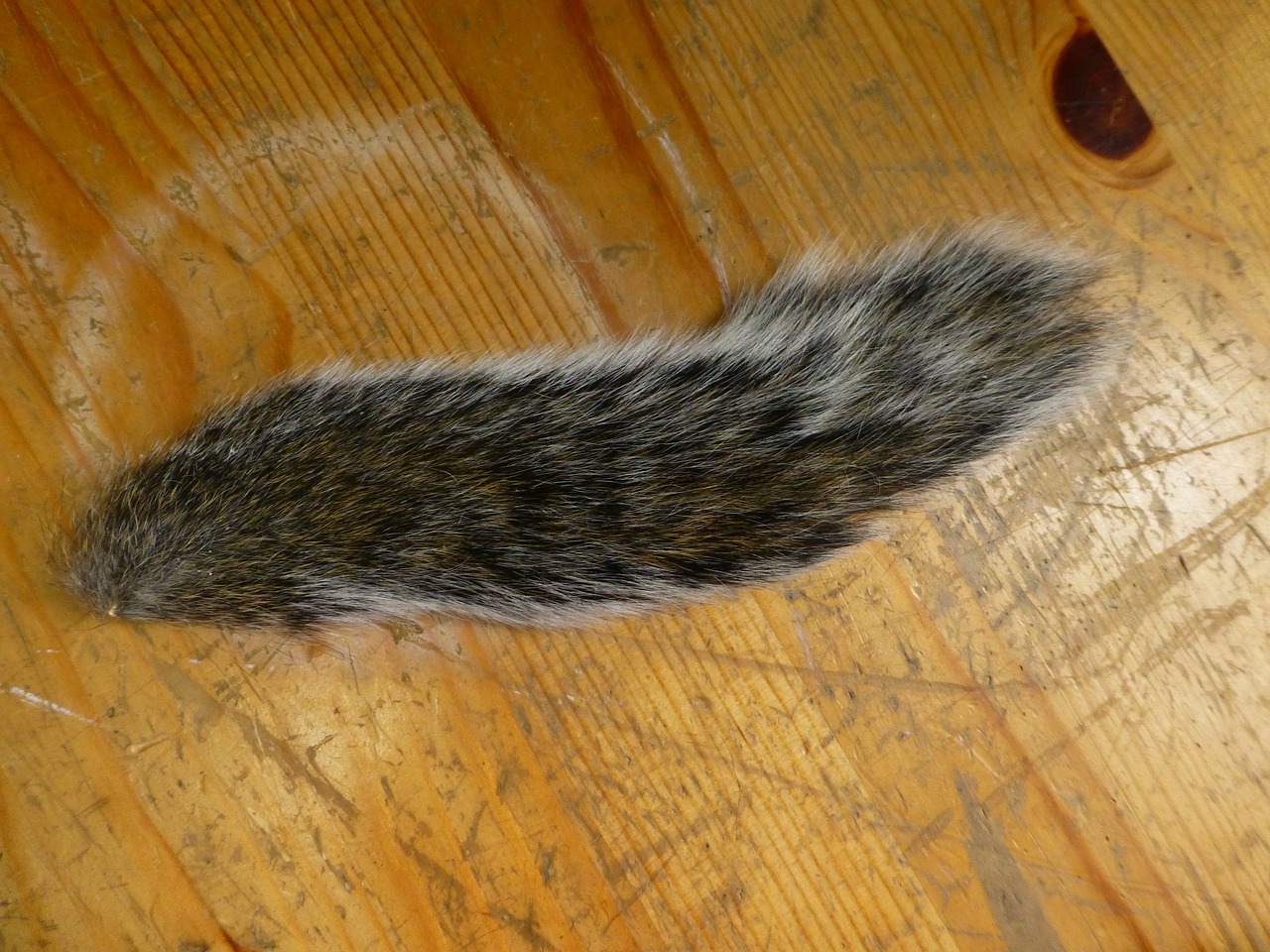squirrel tail taxidermy free photo