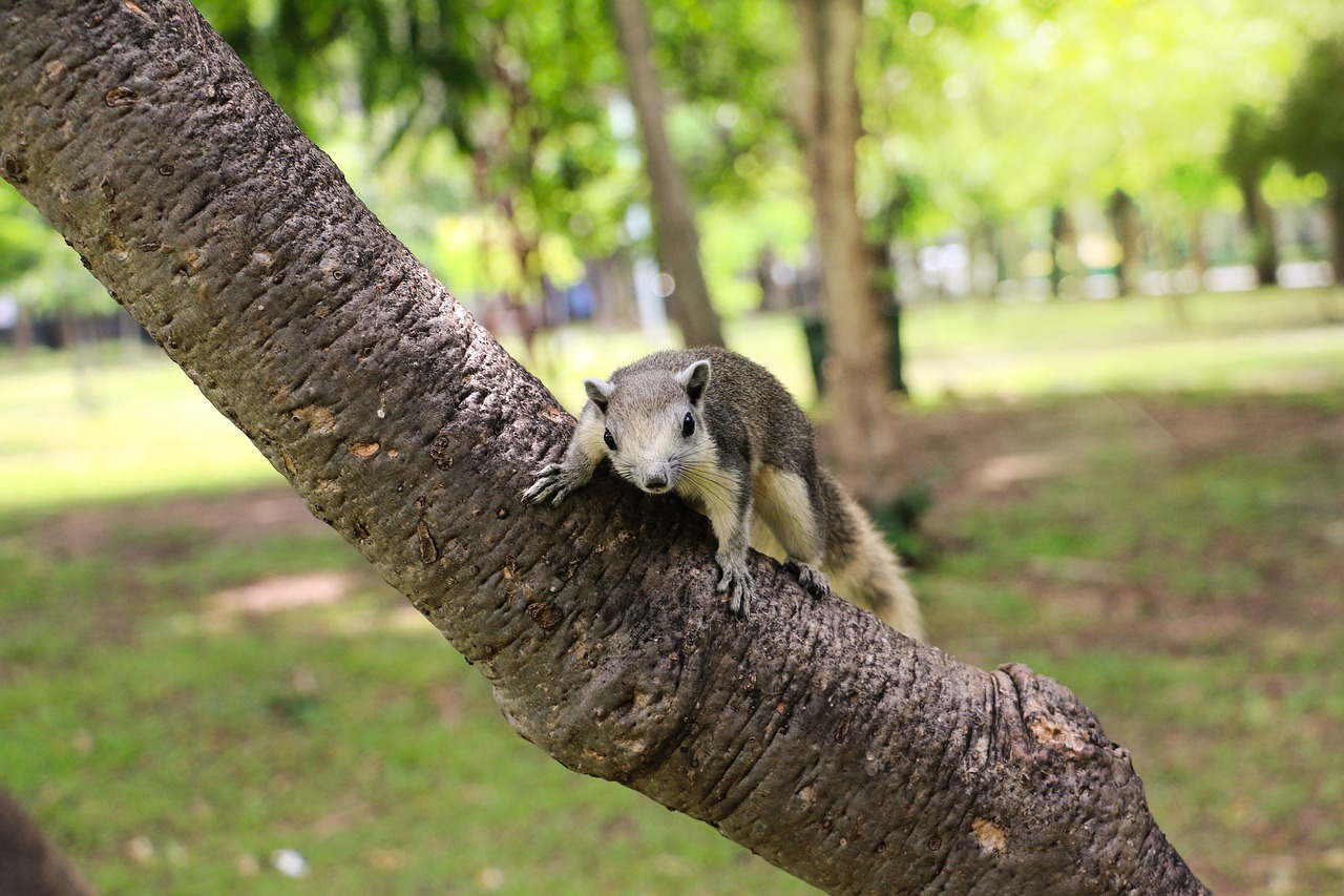 squirrel animals garden free photo