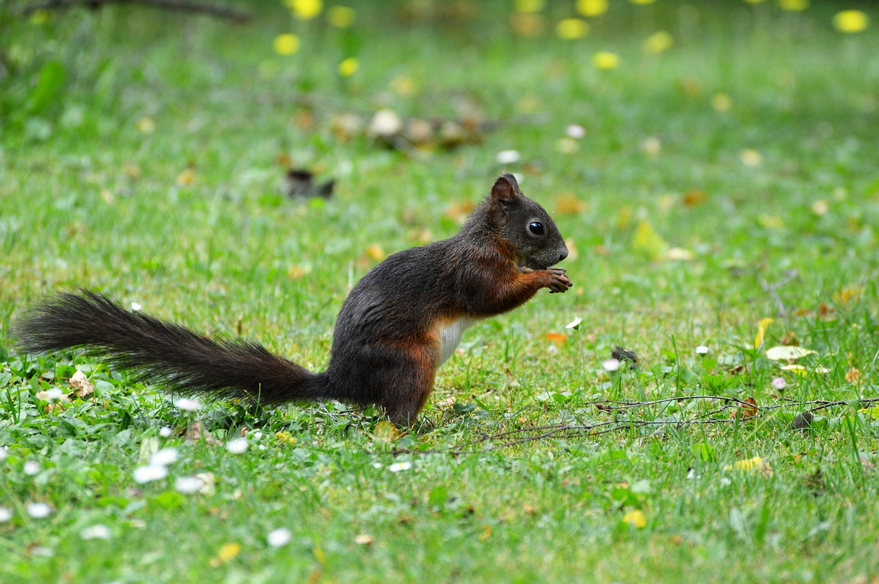 squirrel nager rodent free photo