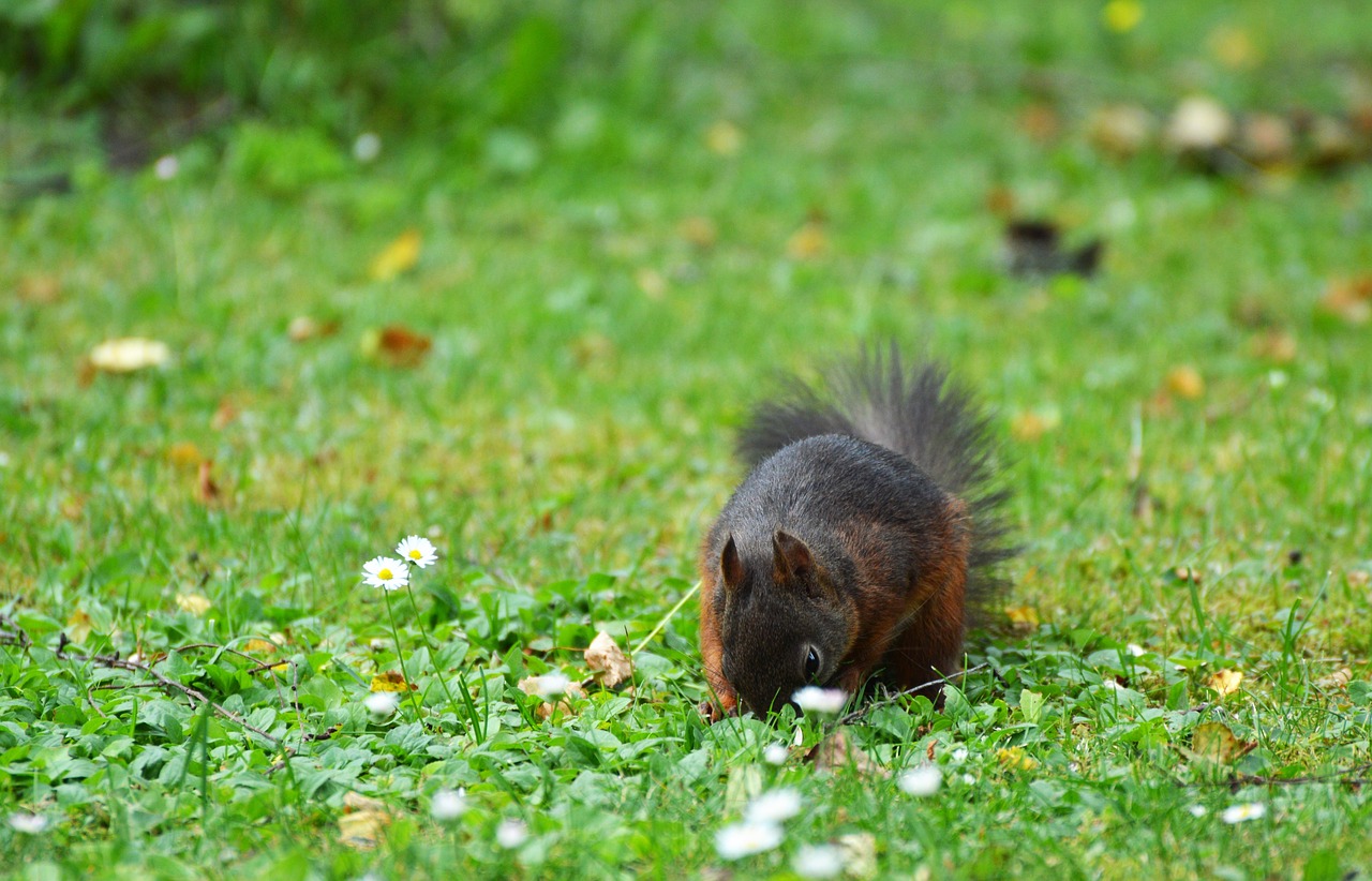 squirrel nager rodent free photo